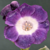 Auricula Julie Nuttal - Abriachan Nurseries, The Gargen On Loch Ness